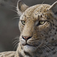 Image for article titled The world's first big cats came from Asia, not Africa